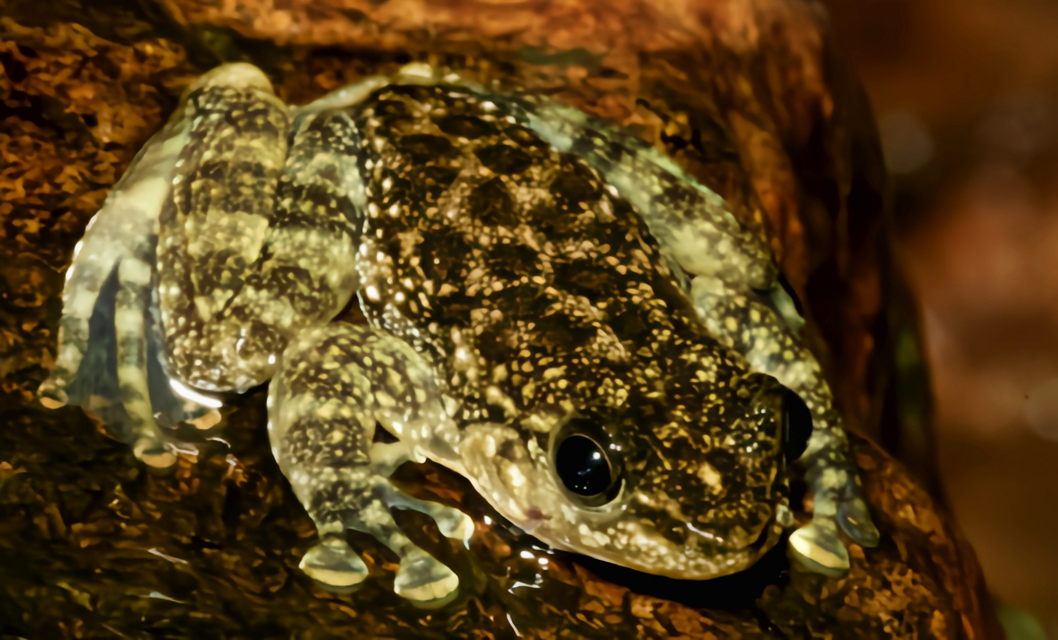 每天认识一种动物——香港湍蛙 香港湍蛙产自中国福建,香港,是我国