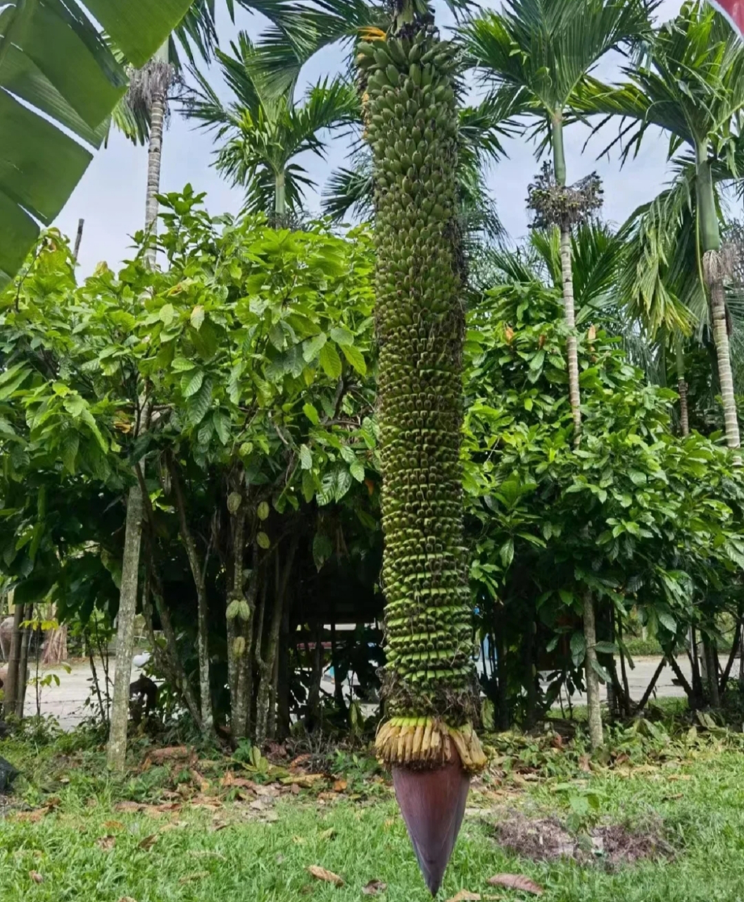 看图猜水果,我猜这是槟榔!