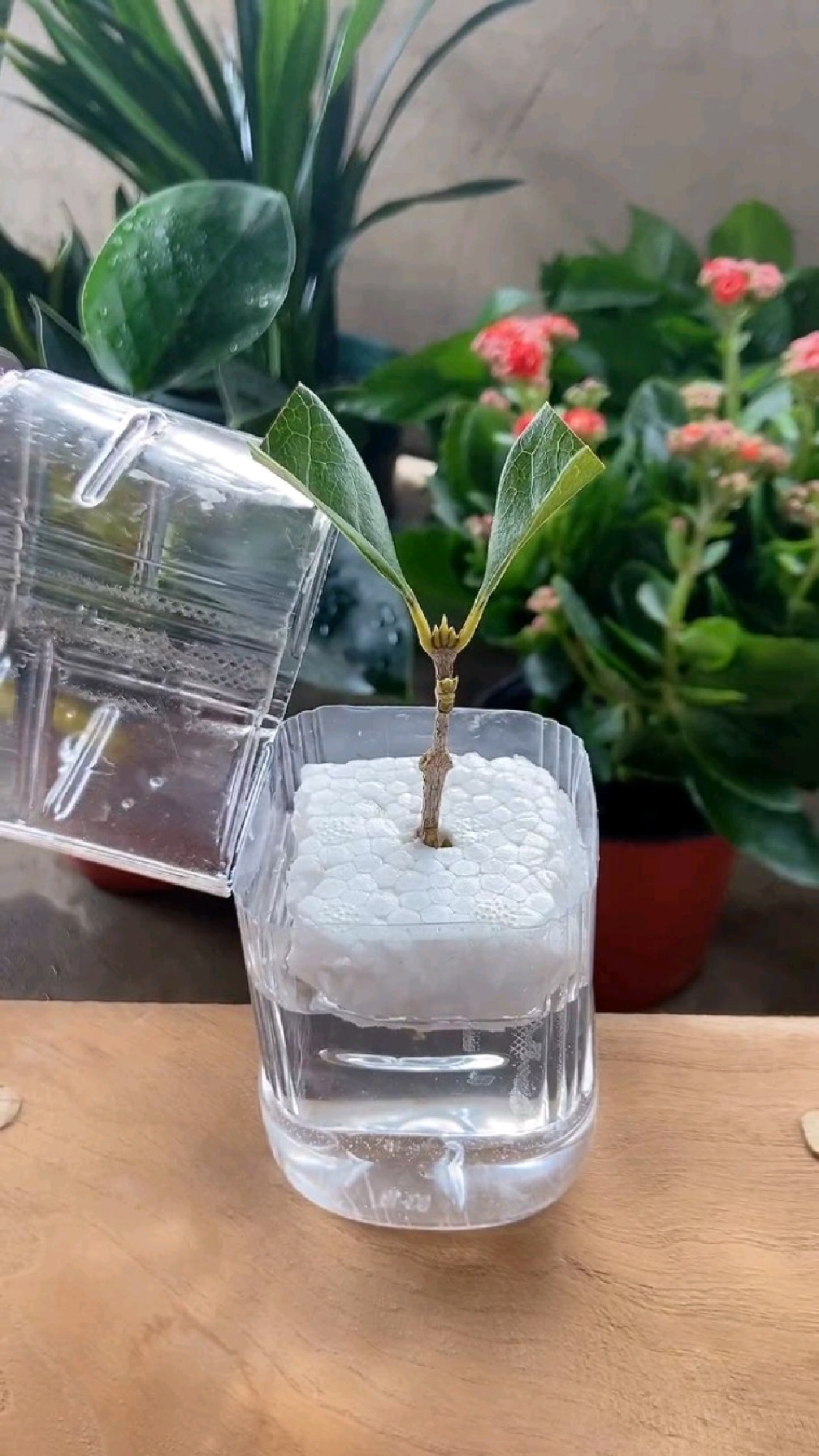 超简单的桂花水培扦插快来试试吧-度小视