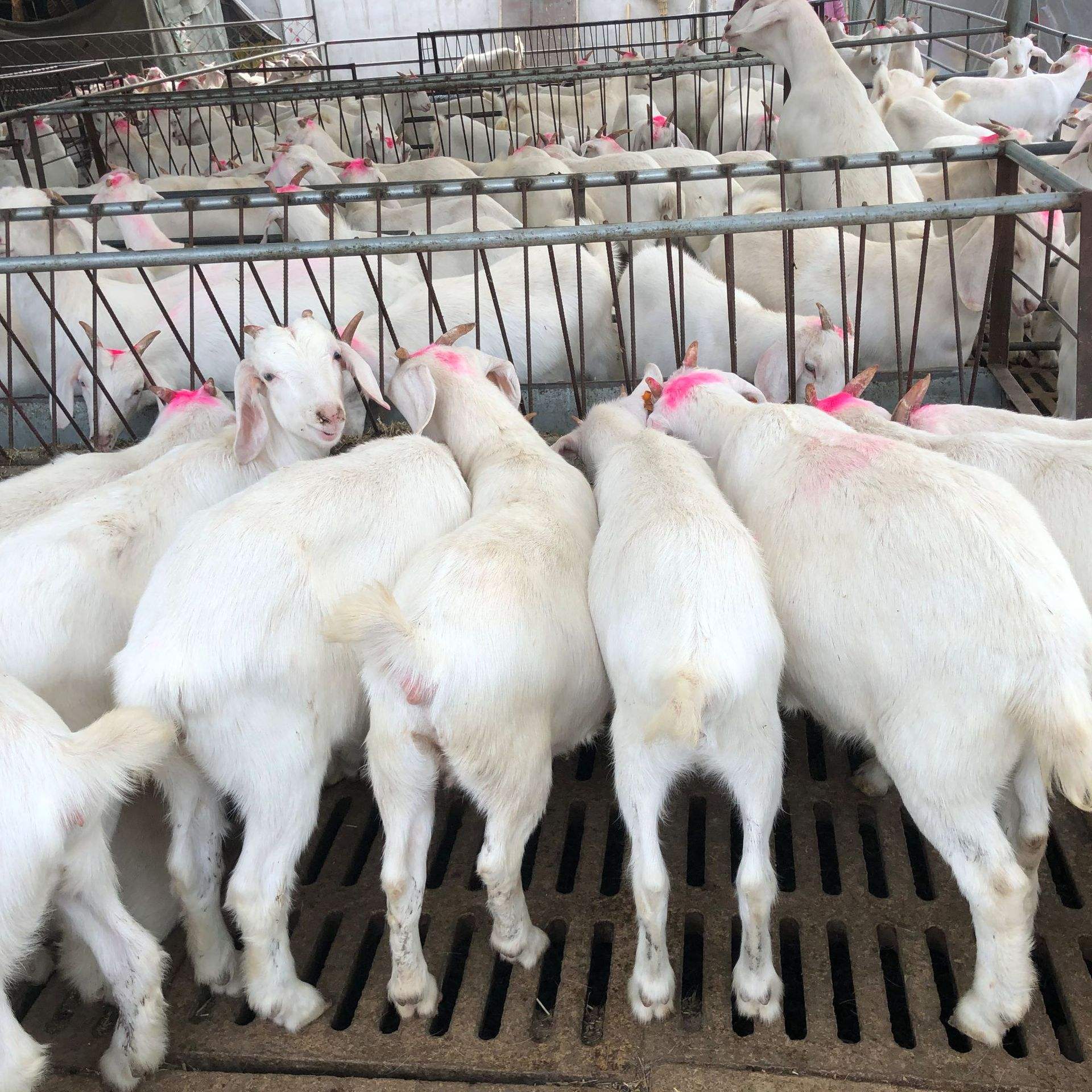 美国白山羊养殖白山羊小羊苗出售怀孕基础母羊