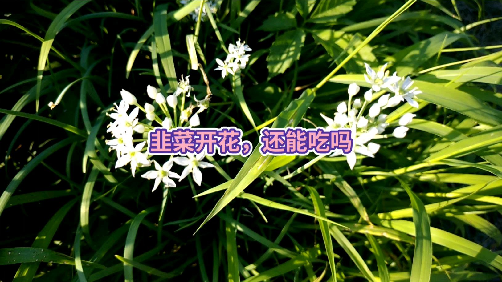 韭菜开花,还能吃吗