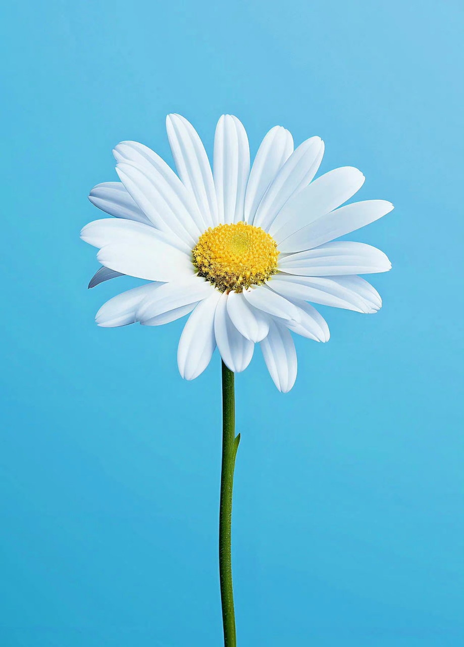 做一朵可爱的小雏菊吧,不烦世事,满心欢喜,清新淡雅之美!