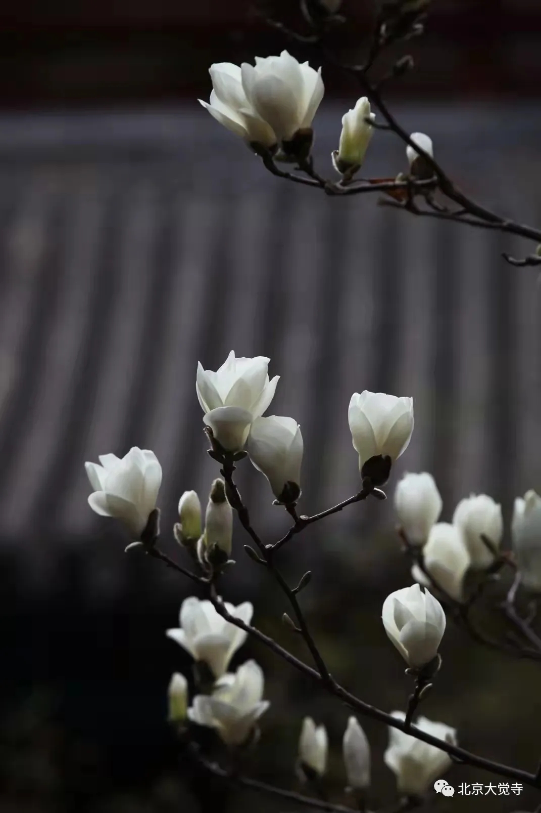 大觉寺玉兰花图片图片