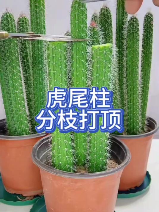 虎尾柱分枝打顶教程分享