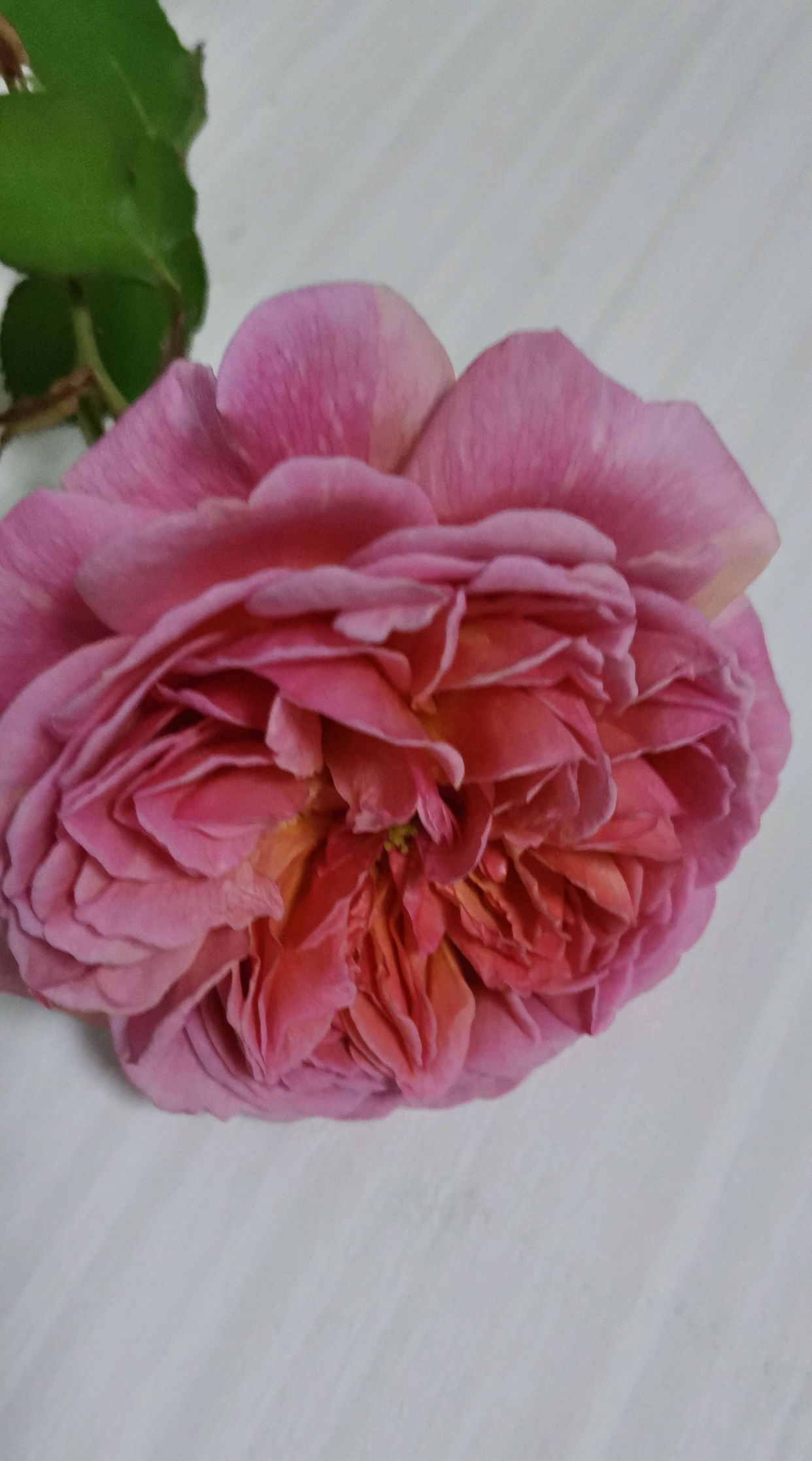 香织装饰是被很多花友忽视的优秀的月季品种