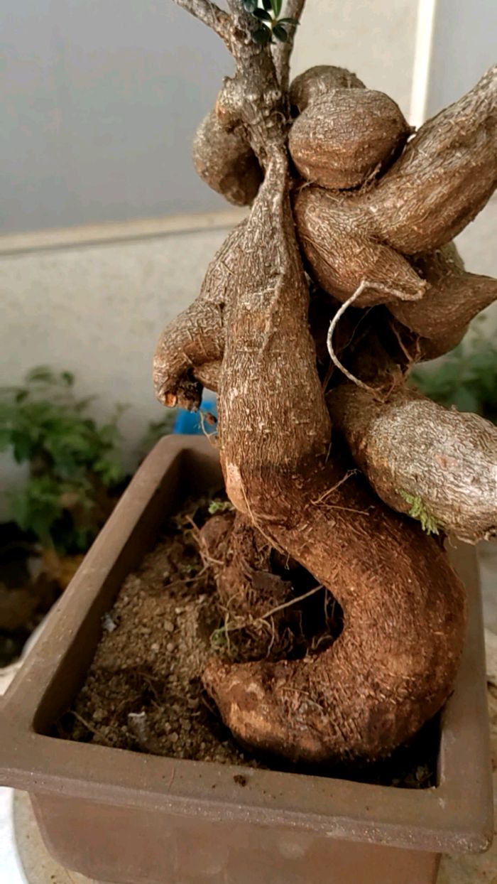 盆景素材红芽米叶五翅莓