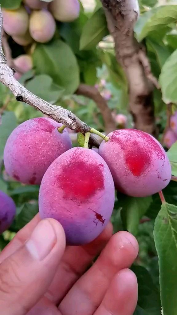 法兰西西梅李子苗,适应性强,口感纯甜无酸味