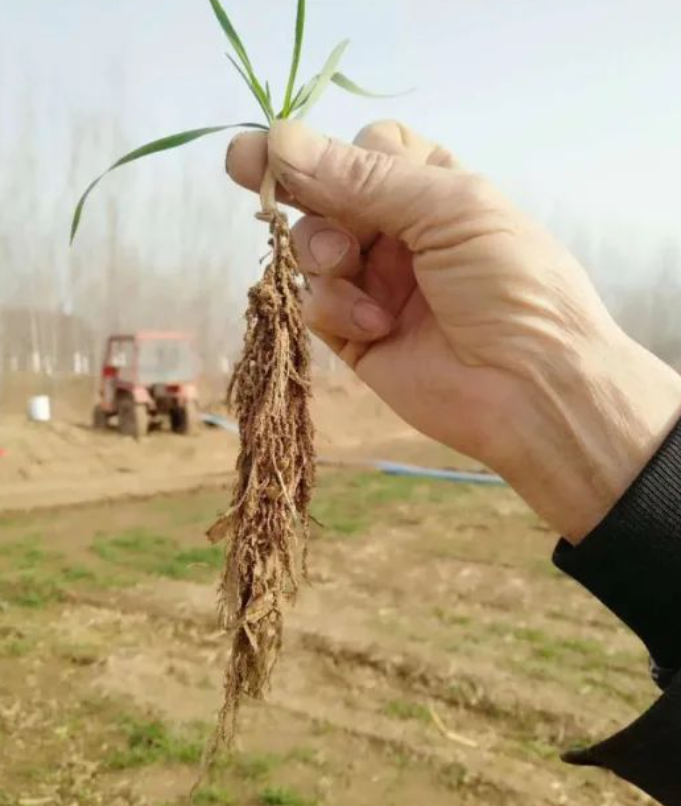 小麦的根茎叶图图片