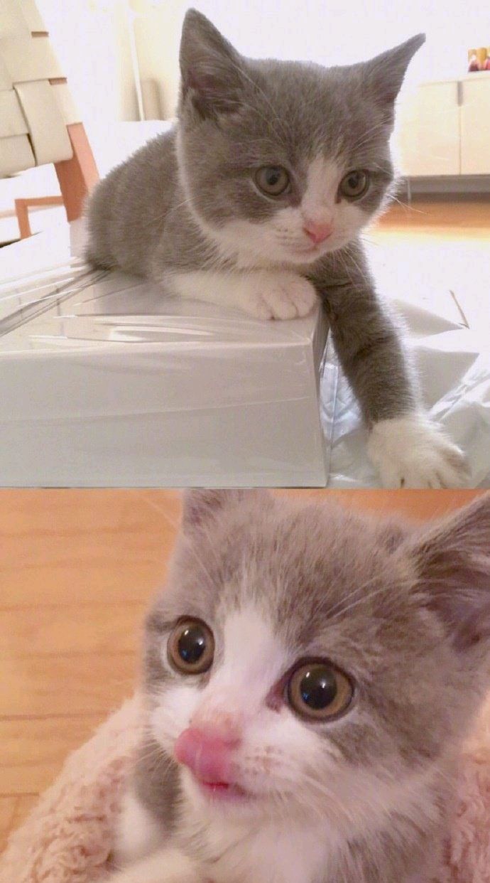 可爱的喵喵 萌萌的喵喵