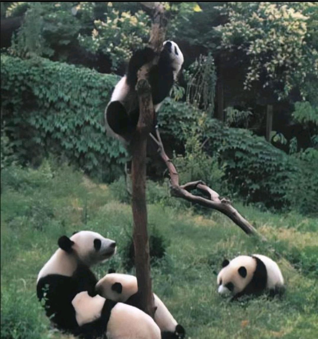 奥运熊猫家族的英雄母亲,大熊猫"娅娅"