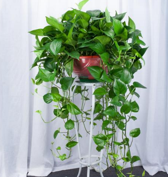 绿罗兰盆栽养殖方法