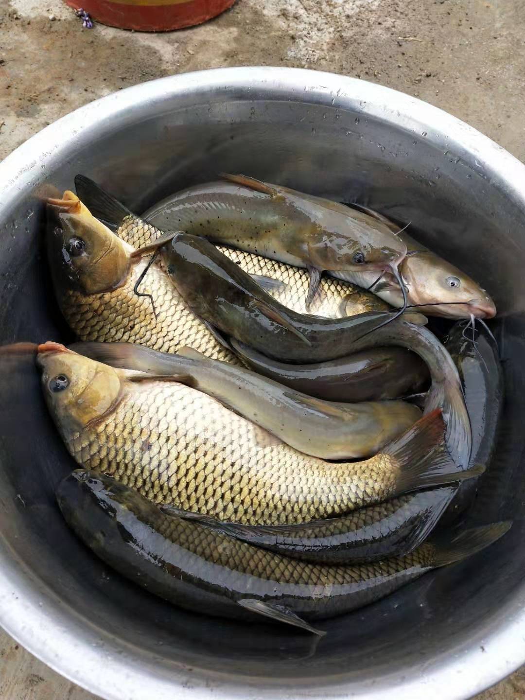 养殖草鱼一年能长多少斤,养殖好草鱼的方法和条件都是什么?