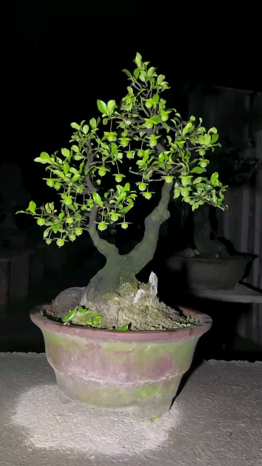 一盆漂亮的金弹子盆景