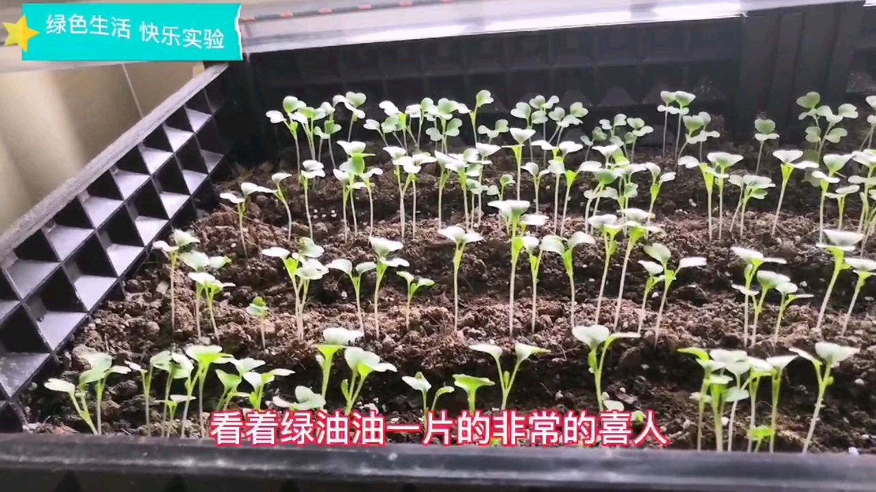 安装了植物生长灯后,小白菜长势如何?一起来看