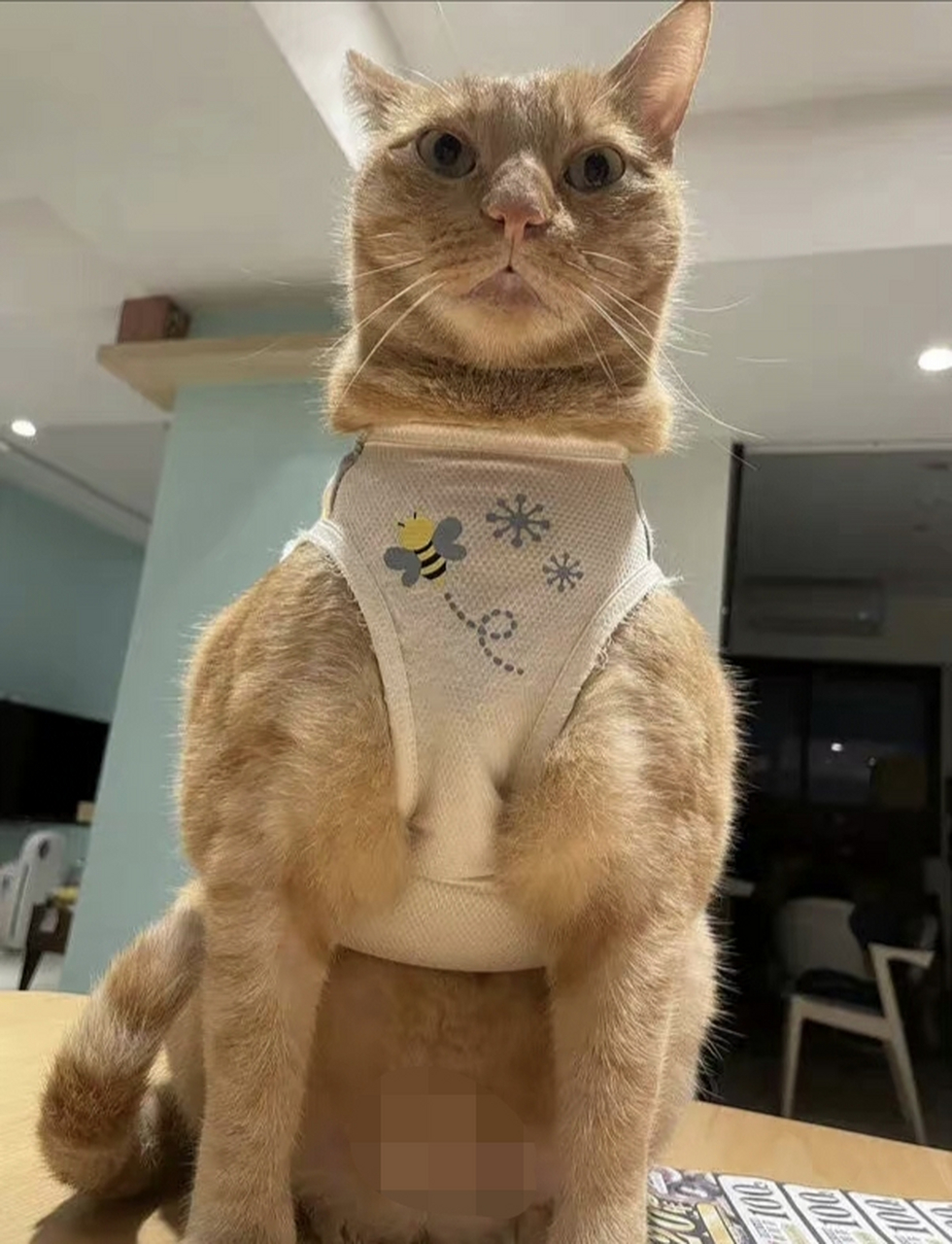 穿衣服勒出了袋鼠模样!