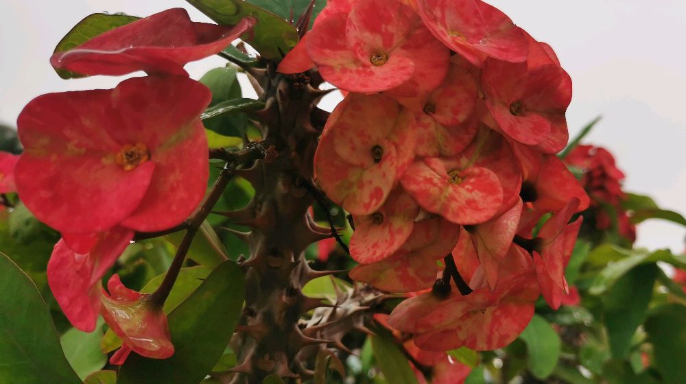 献百花之23:铁海棠花