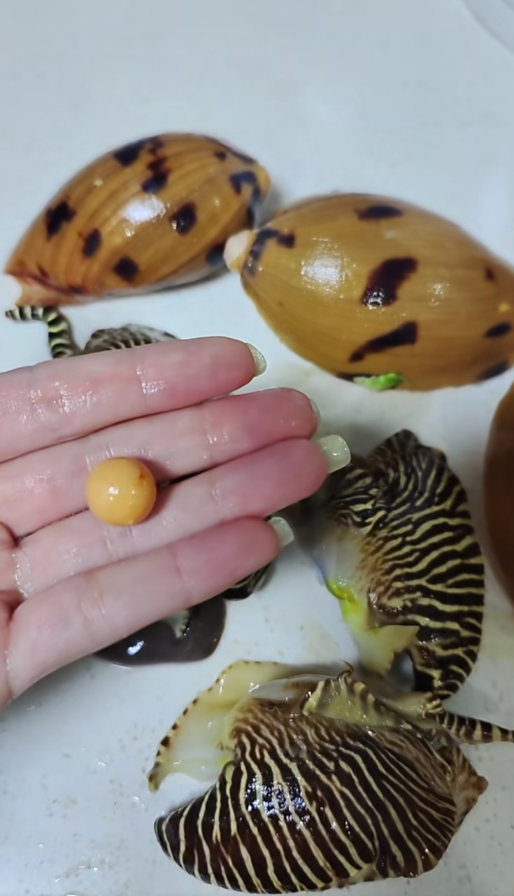 第一次吃椰子螺,吃出来这么一个漂亮的珠子,值钱吗?