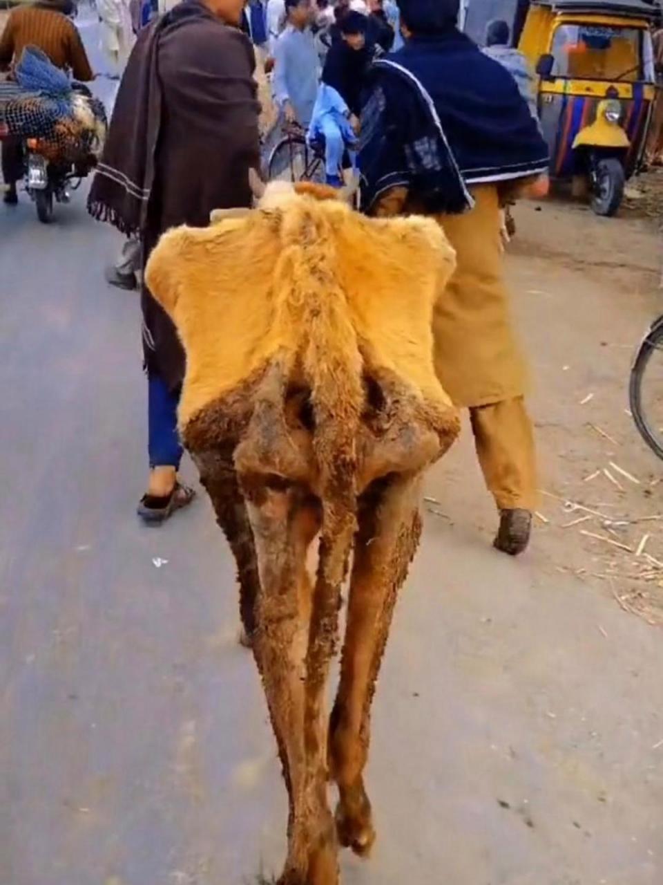 谁家牛养成这么瘦骨嶙峋的啊