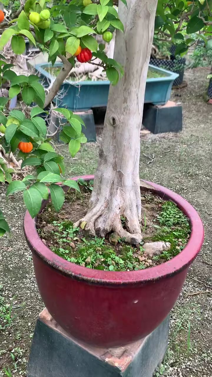 岭南盆景,巴西红果