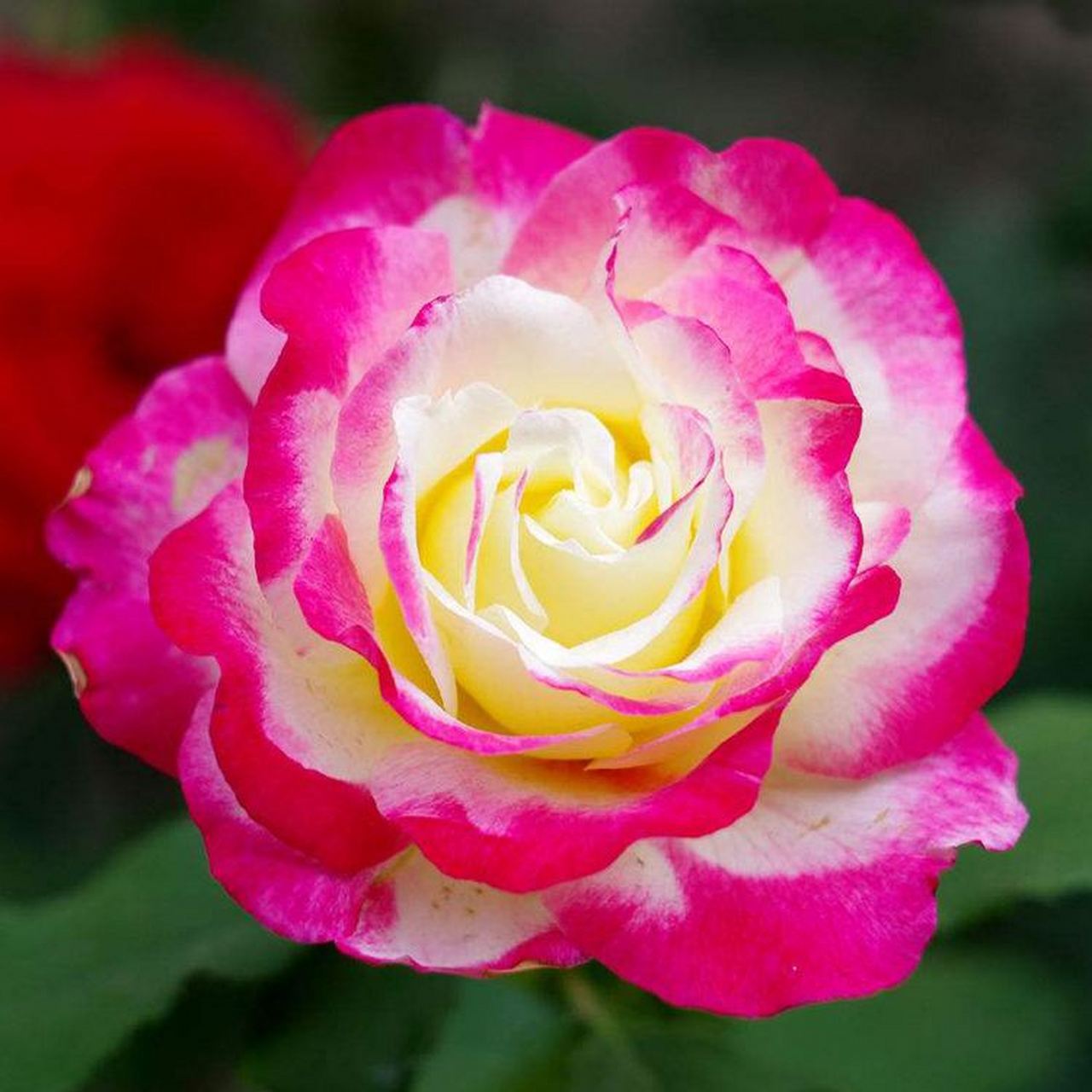 就给人一种喜气盈盈的感觉,这样的,红双喜月季花被很多人养在自家客厅