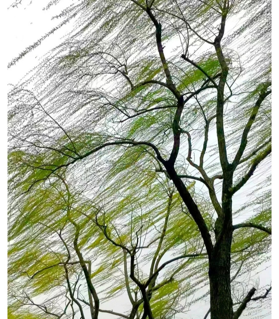 这大概就是风的形状吧