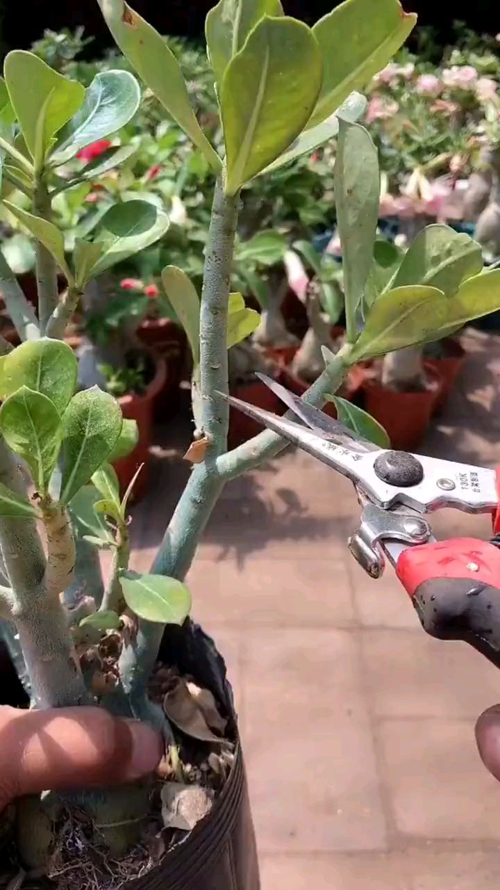 沙漠玫瑰如何扦插上盆