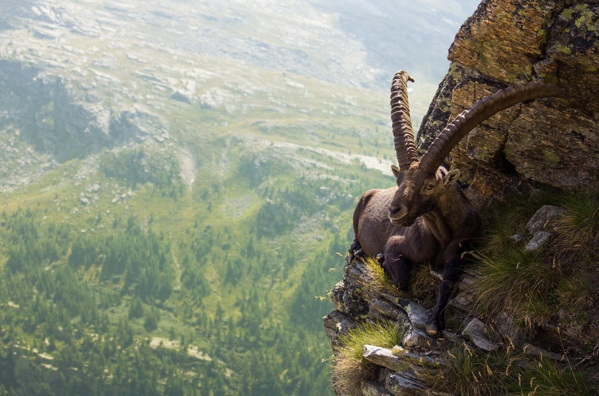 高山野山羊是出色的登山者,其首选栖息地是高山森林上方雪线沿线的