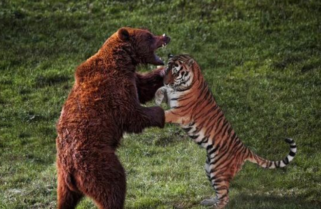 老虎为啥打不过熊?东北虎和棕熊之间差距有多大,2对1被熊暴揍