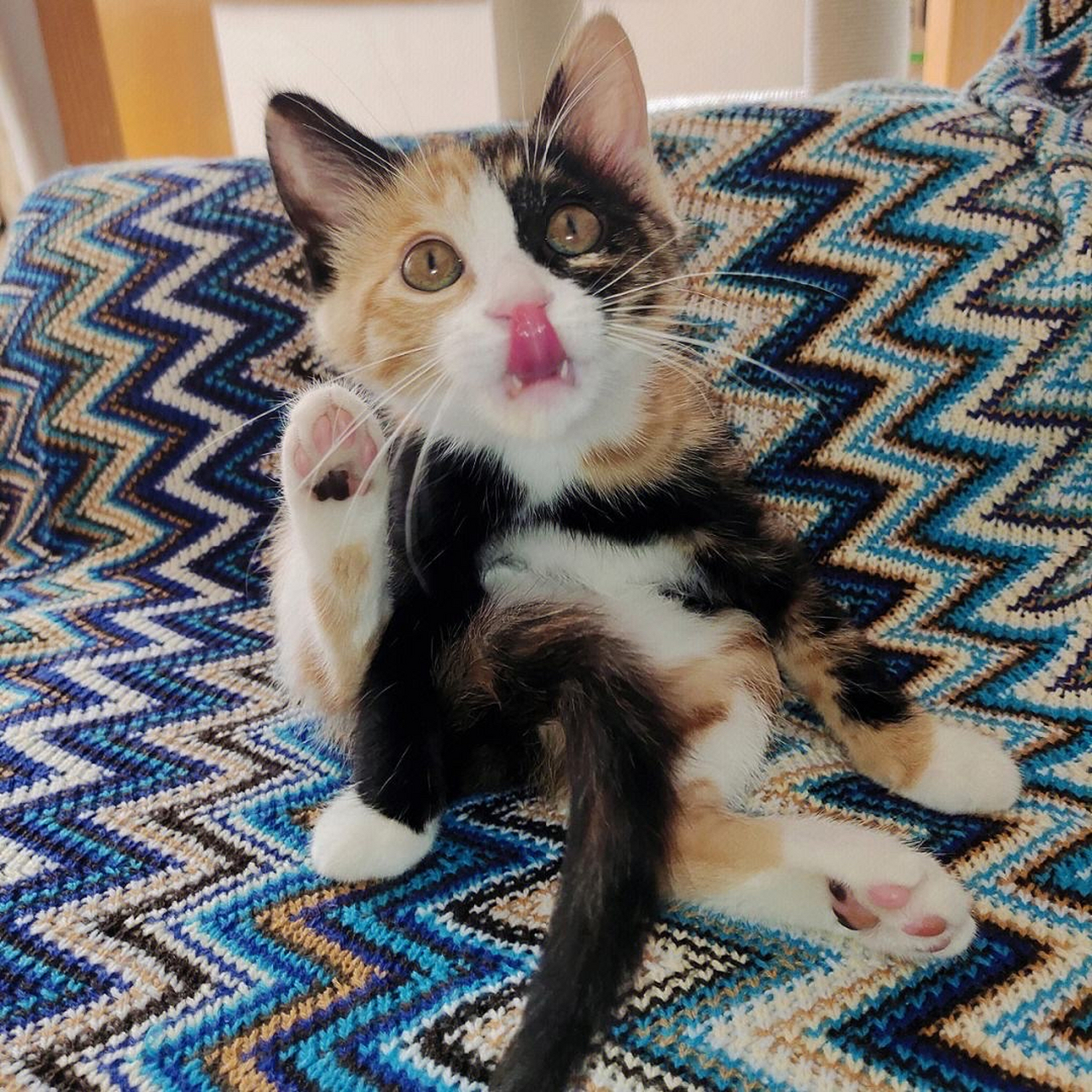 小花猫的奇妙冒险  从前,在一个遥远的小村庄里,有一只可爱的小花猫.