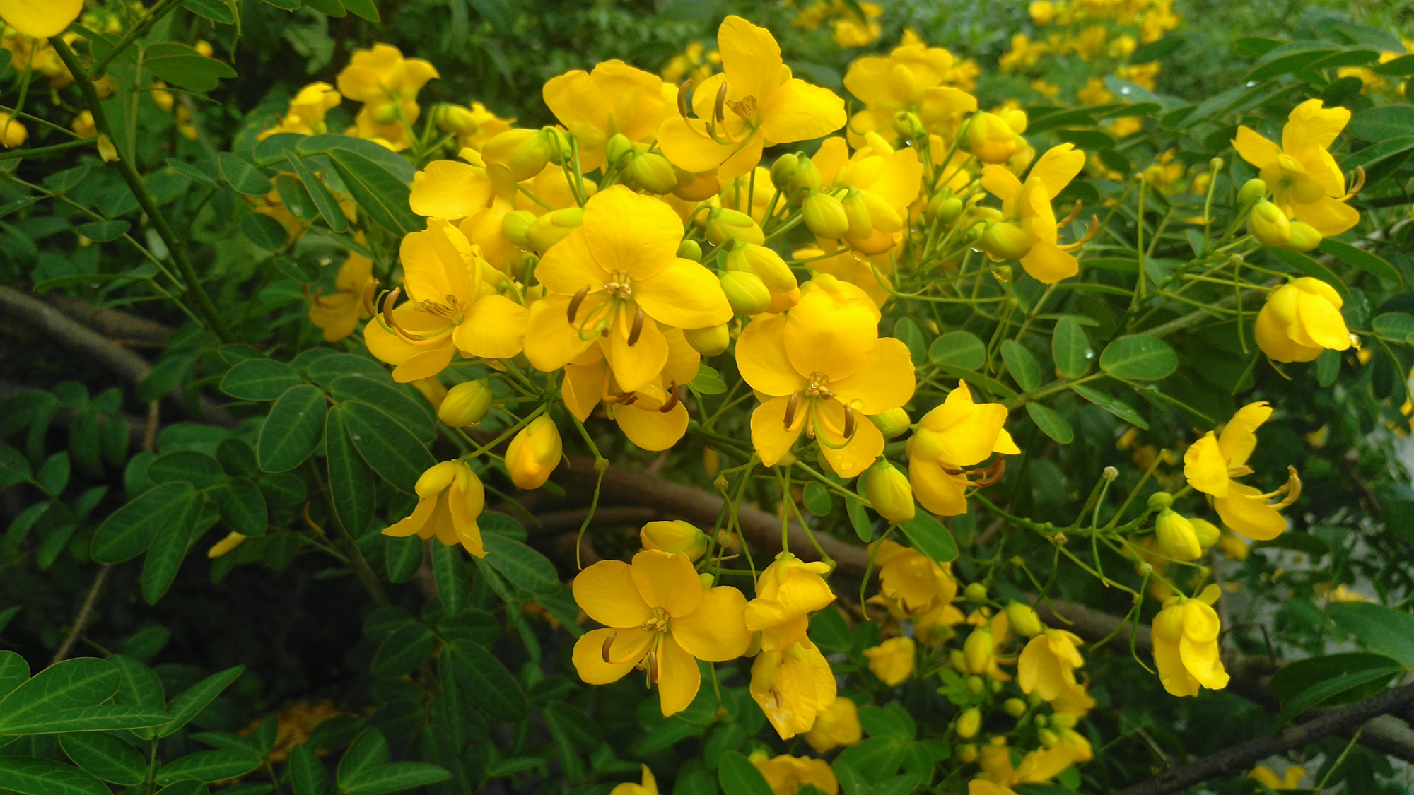 那些小巧玲珑的决明花,像朵朵微缩的金色莲花