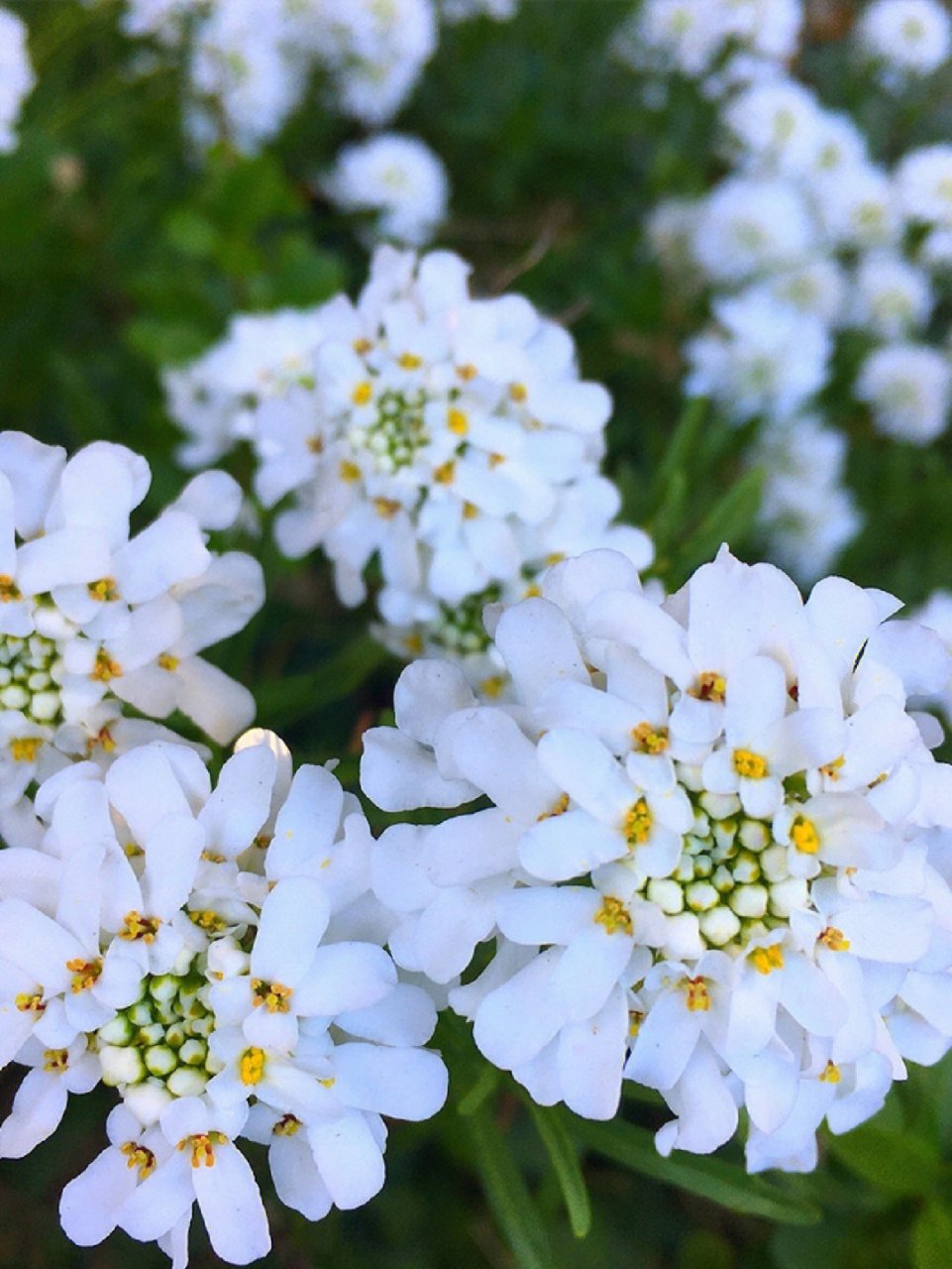 十字花科雄蕊图片