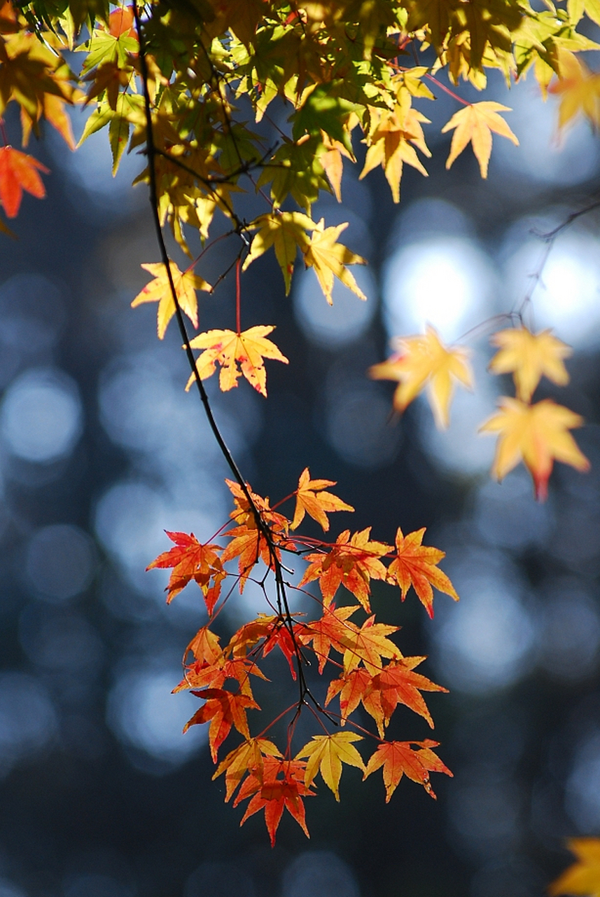 晚秋的时刻, 天空洒下几枚秋叶, 落在脚边, 诉说着苍凉的诗篇.