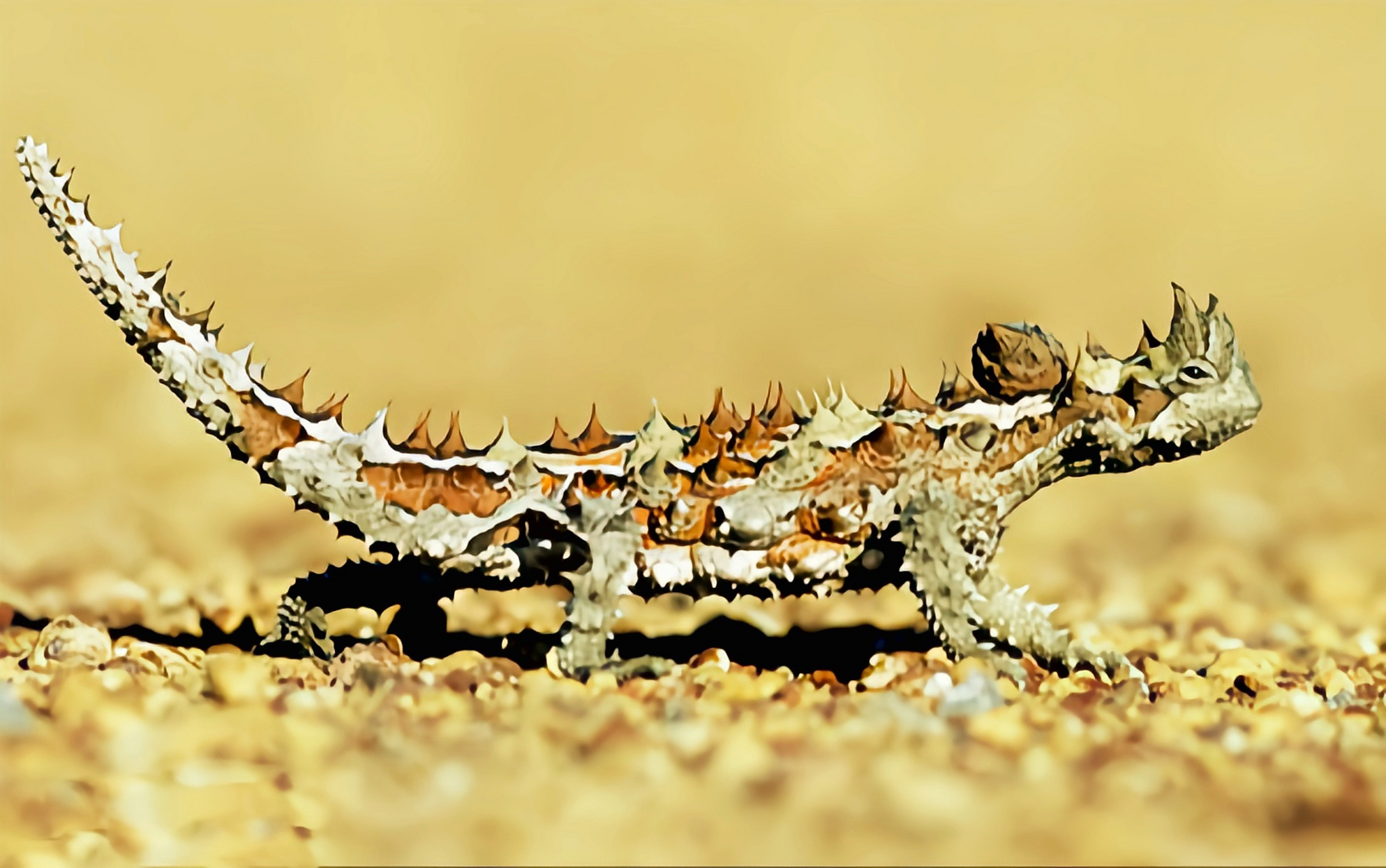 每天认识一种动物——澳洲魔蜥 澳洲魔蜥别名澳洲刺