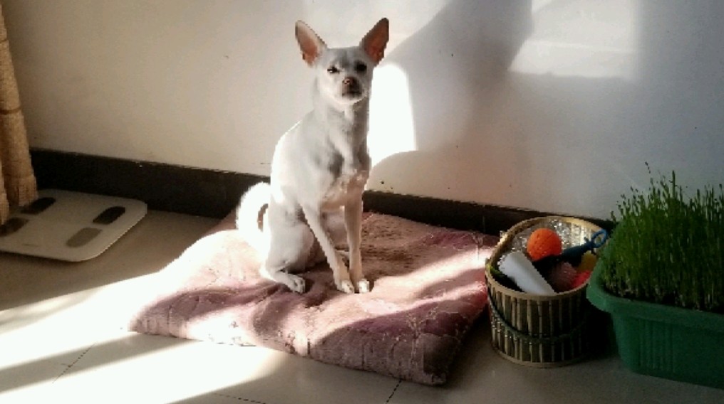 豆豆日记# 我敢说我家的豆豆是天下第一懒,上午十点以前不起床