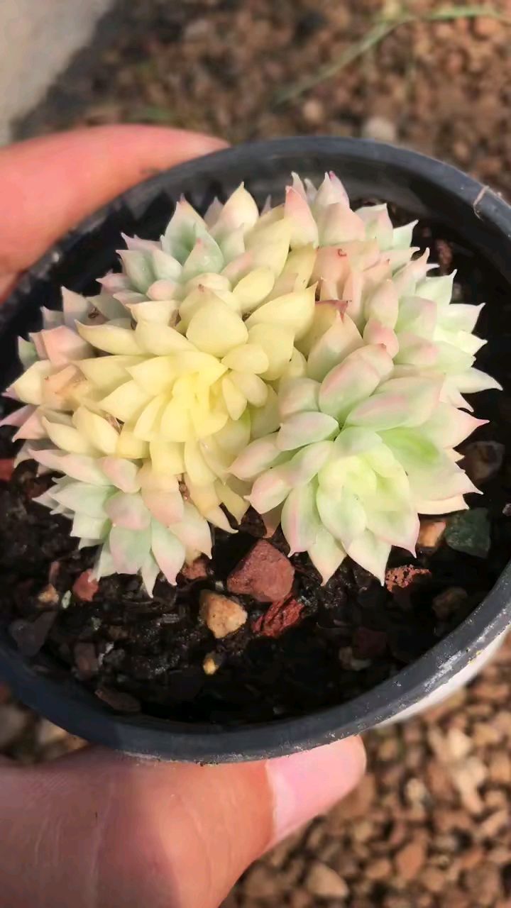 女雏锦自带仙气