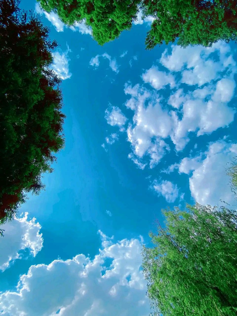 平常的事物,却能拍成唯美的图片