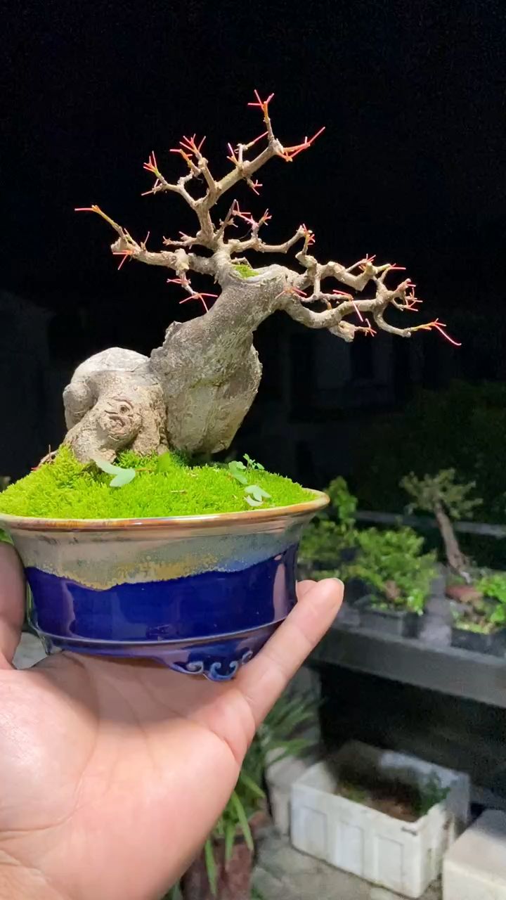 小品枫树盆景作品欣赏