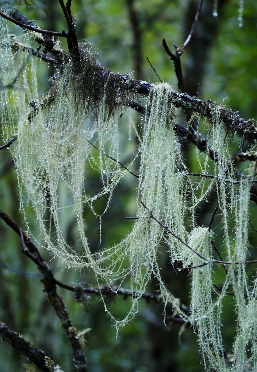 长松萝 全体呈地衣体丝状,表面灰绿色,草绿色,最长可达1m以上,基部着