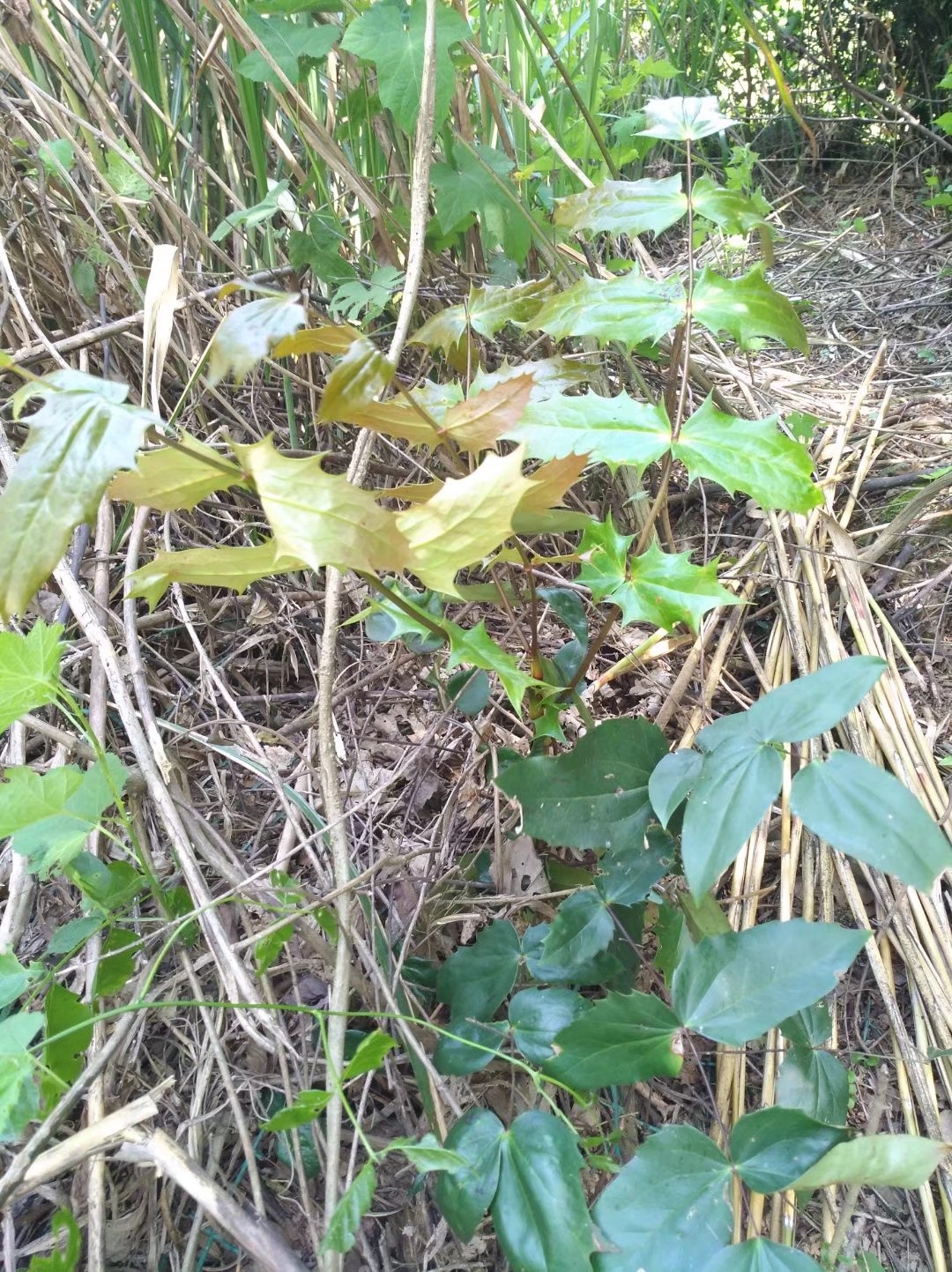 野生十大功劳,可观赏当盆景很好看的,中医药用植物