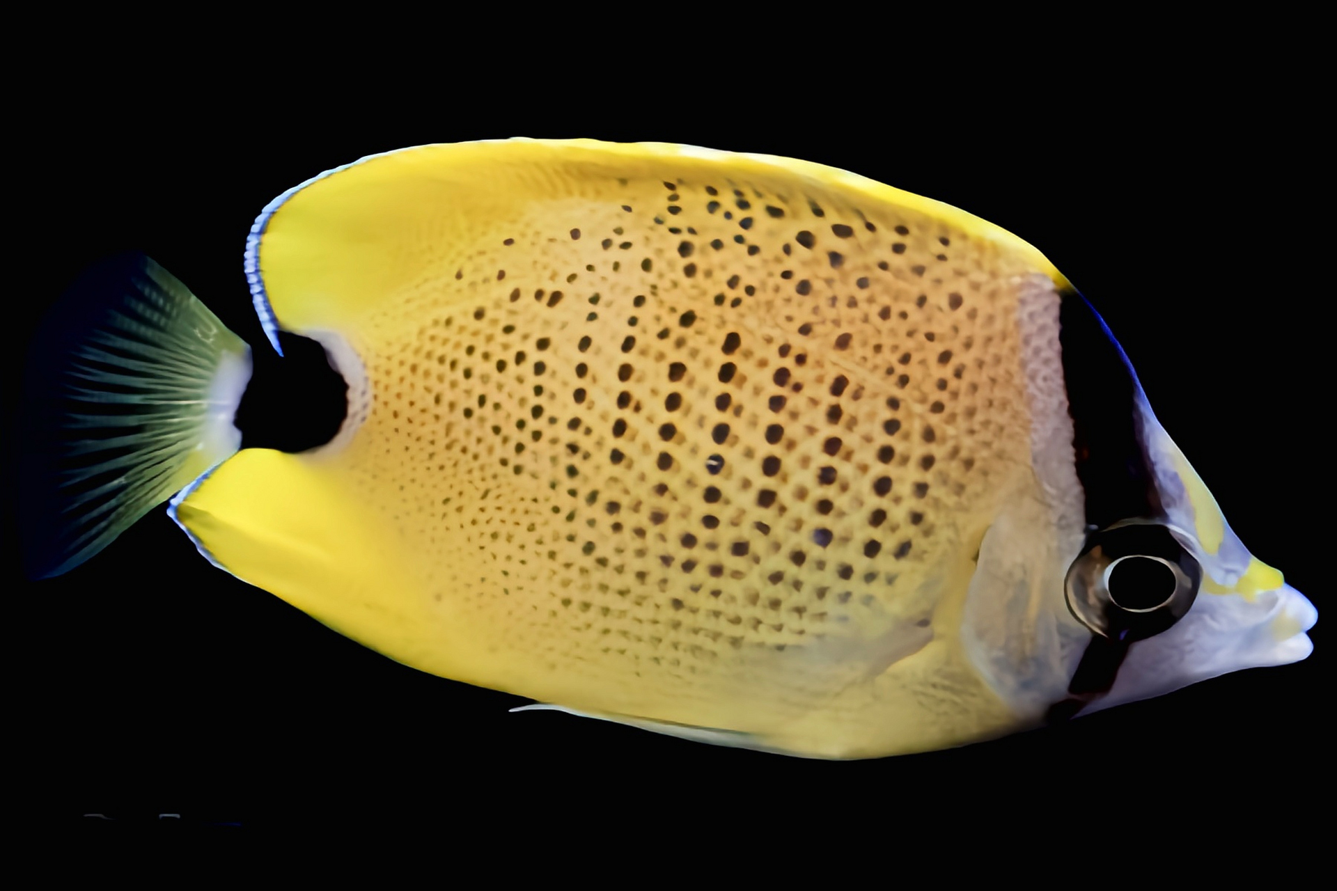 每天认识一种动物——澳洲珍珠蝴蝶鱼 澳洲珍珠蝴蝶鱼别名柠檬蝴蝶鱼