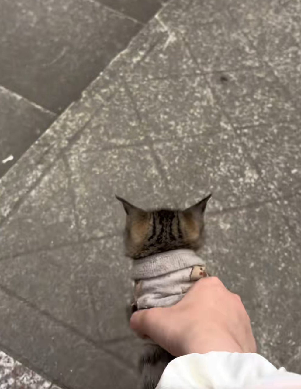 哈哈哈,会翻跟头的小猫,把旁边的狗子都看懵了!#搞笑萌宠