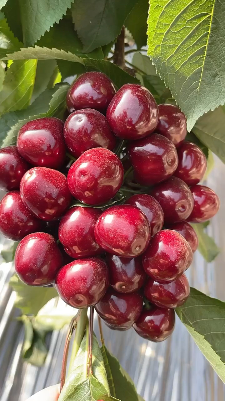 蜜露樱桃苗价格 哪里有蜜露樱桃苗 蜜露樱桃苗多少钱一棵 火箭樱桃苗