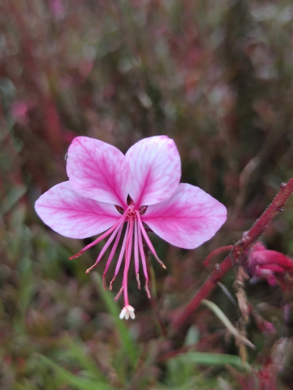 94山桃草花萼片为淡粉红色,花瓣为白色或粉红色,花期5-9月,果期8-9