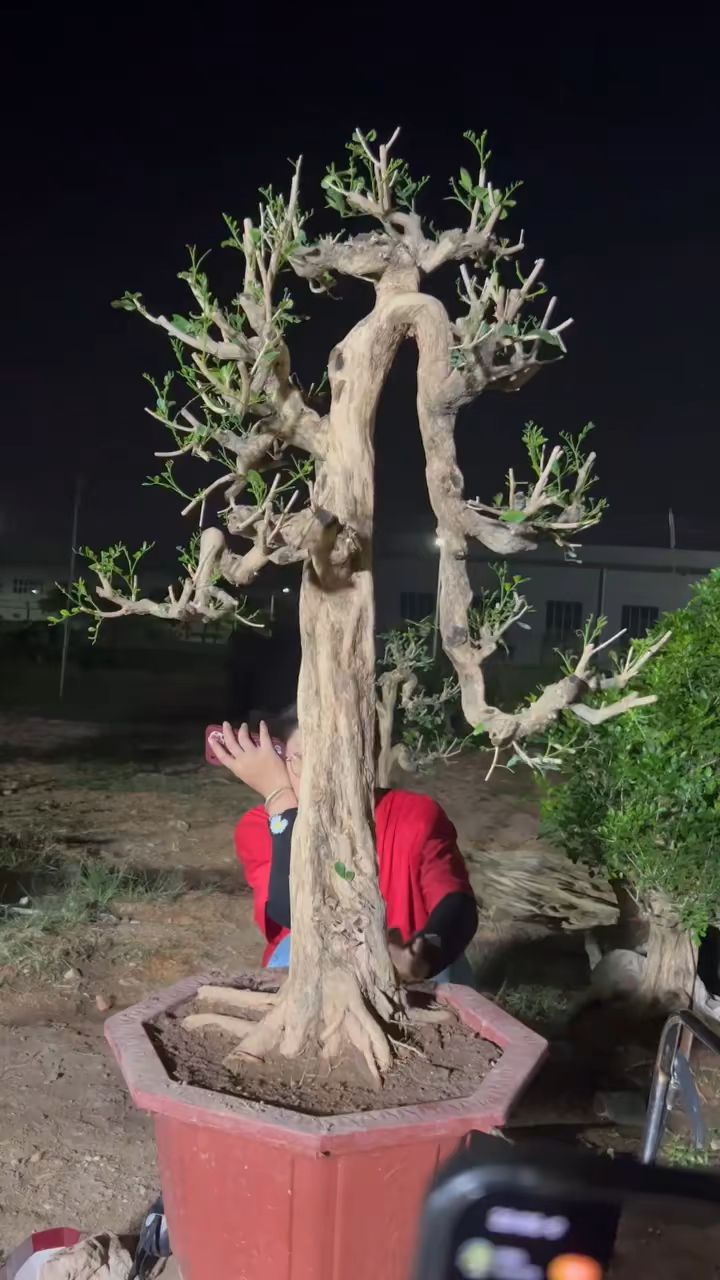 文人杆九里香,老师傅手艺,请鉴赏.