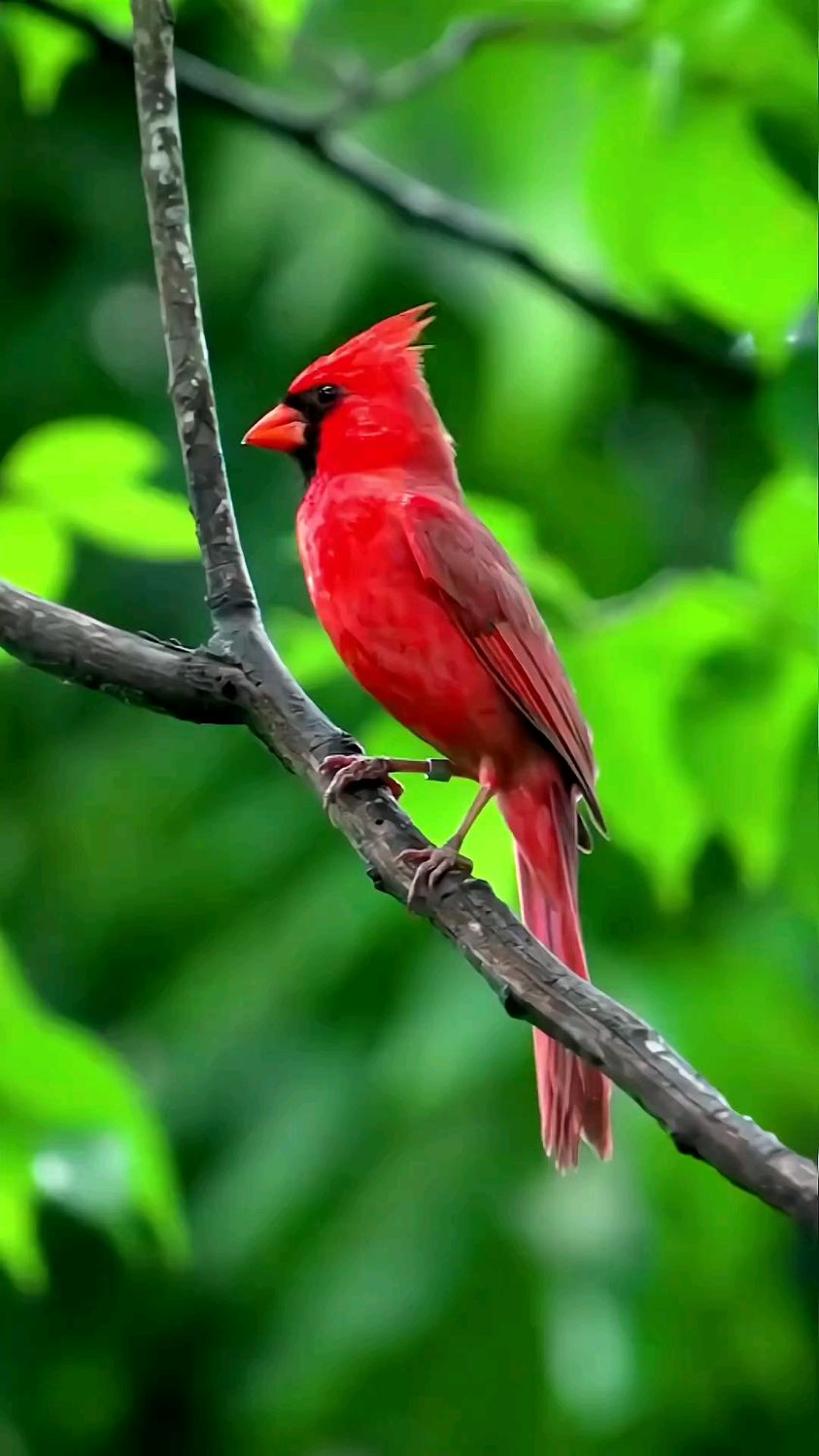 北美红雀全身红装