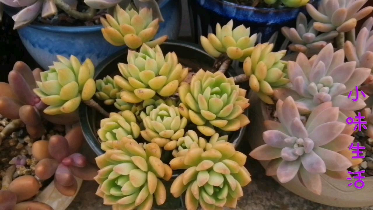 入坑两年来觉得特别皮实好养的几款多肉,夏天都能颜值在线,好美