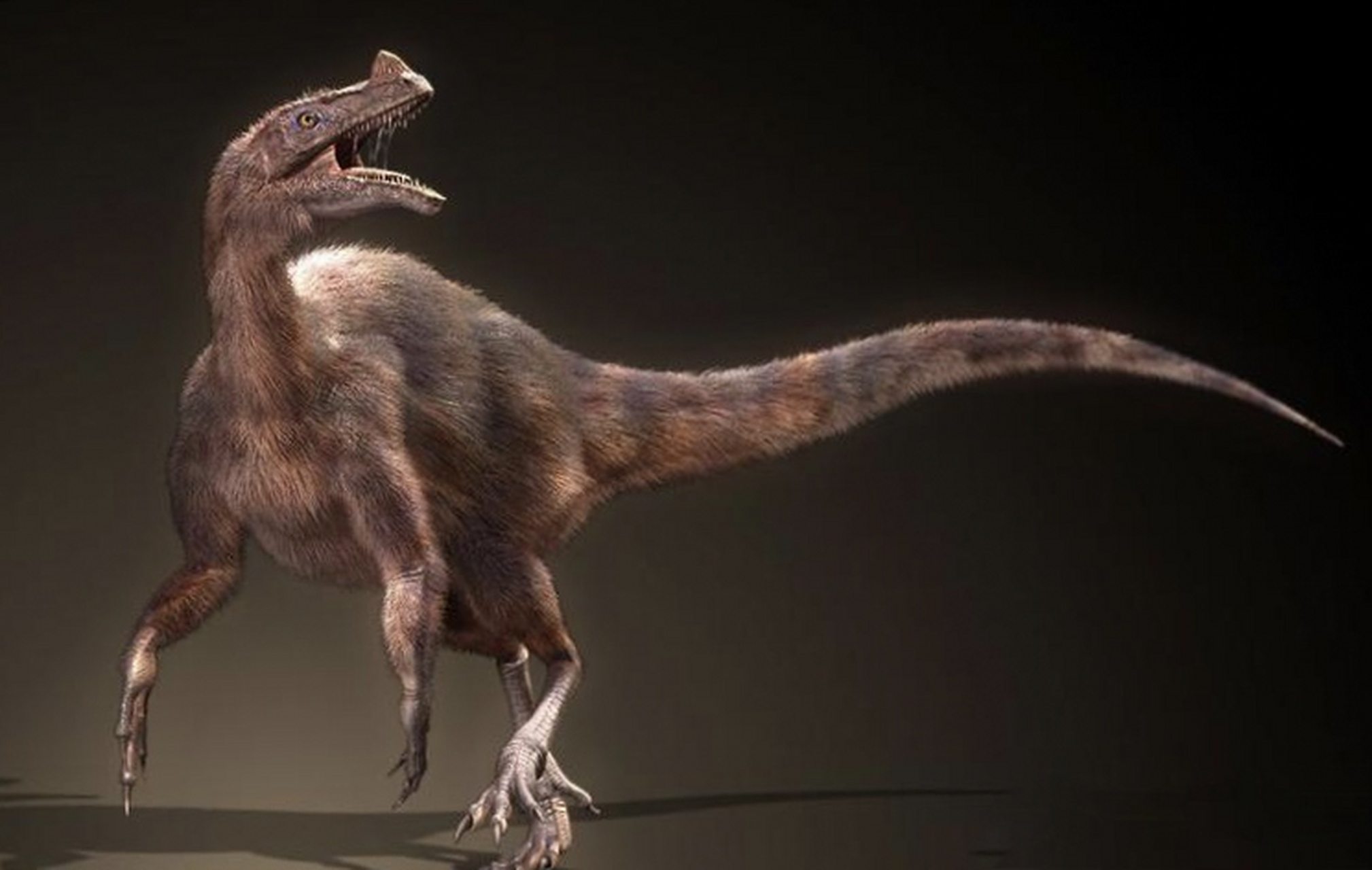 远古生物探秘——嗜鸟龙  嗜鸟龙是一种小型兽脚亚目恐龙,生活于晚