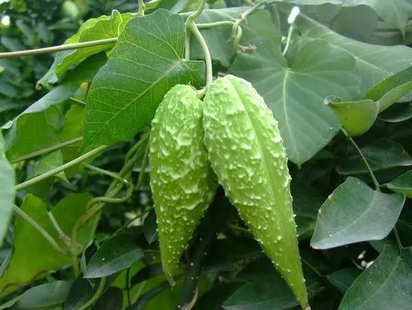 萝藦是一种什么样的植物?