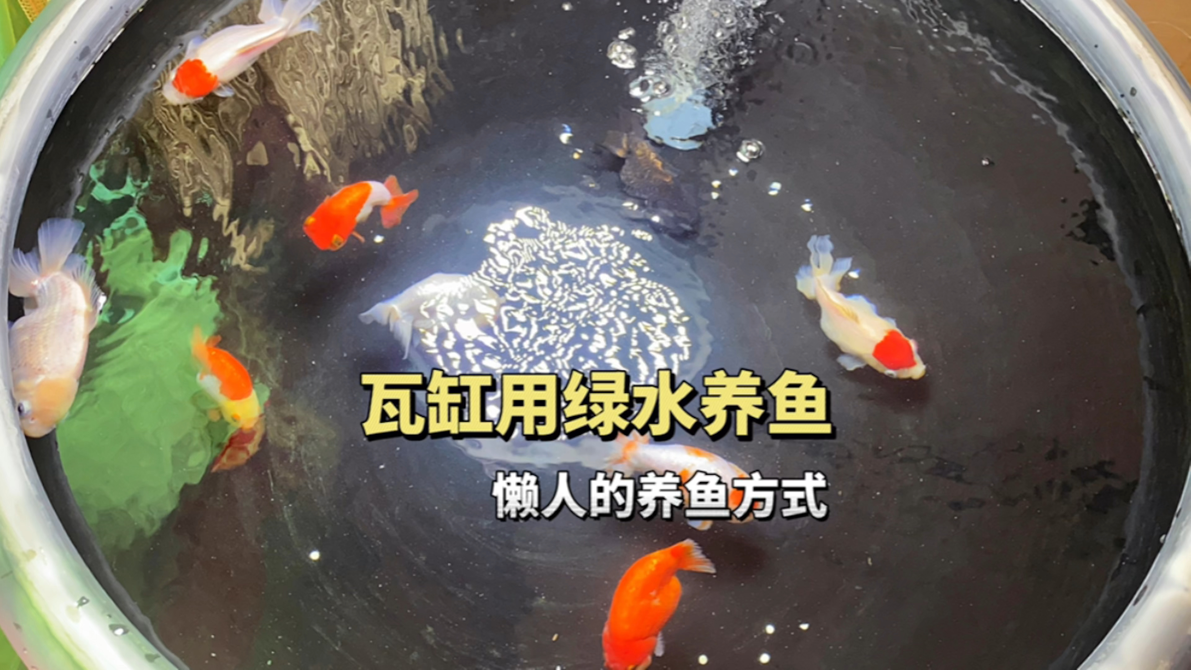 瓦缸用绿水养鱼好不好?懒人的养鱼方式