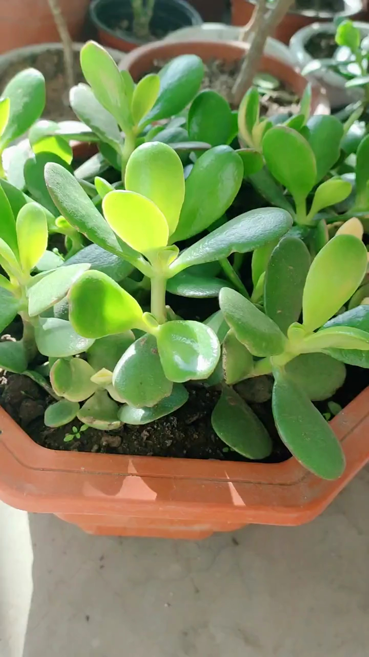 小玉树盆栽植物